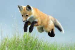 fox